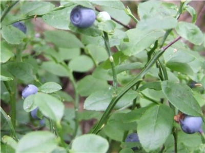 Blaeberries