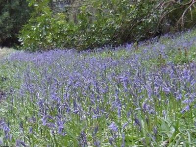 Bluebells