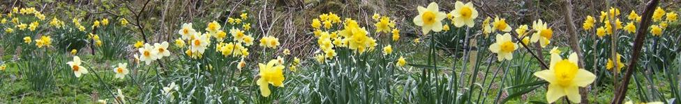 Daffodils at Froghall Wharf