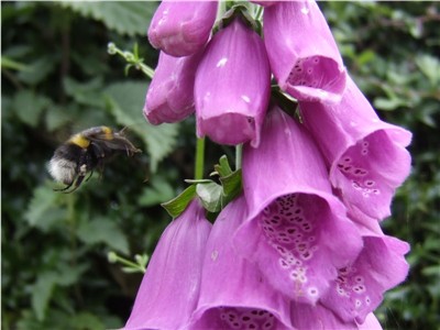 Foxglove with Bee