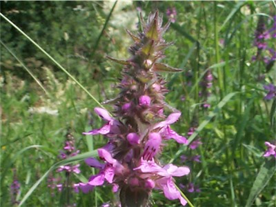 Marsh Woundwort