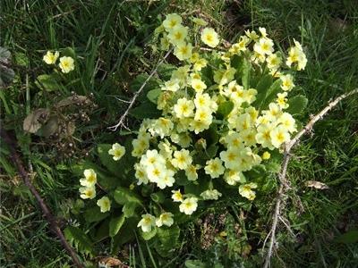 Primroses